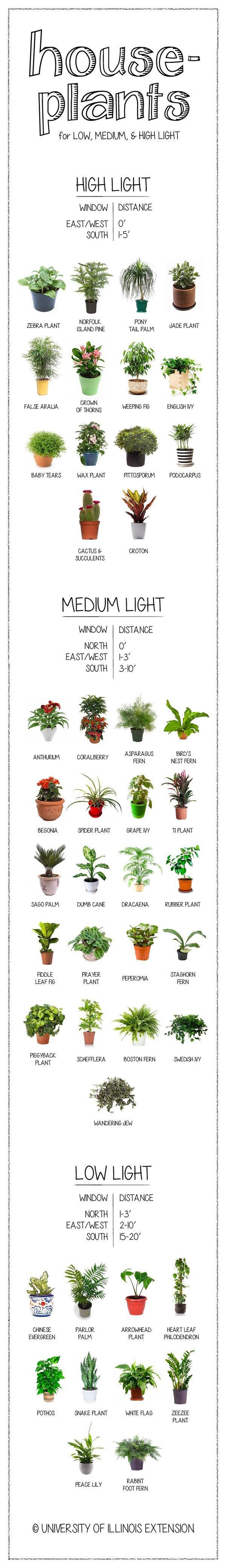 house plants