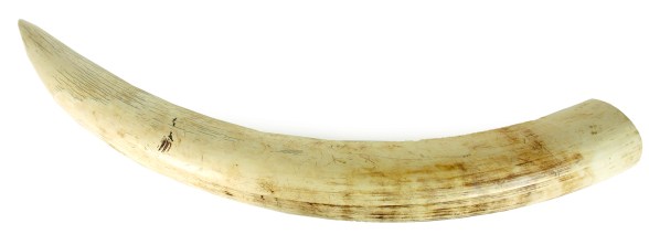 tusk.jpg