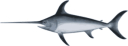 12065772261888188981yves_guillou_swordfish_1.svg.med.png