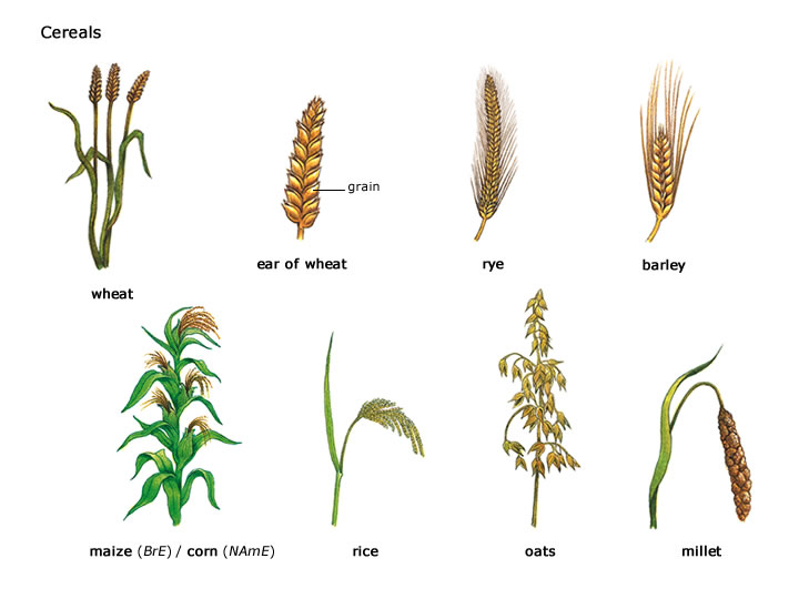 cereals-visual-vocabulary