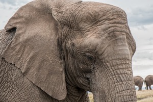 Endangered Elephant Trunk Skin Care African Big