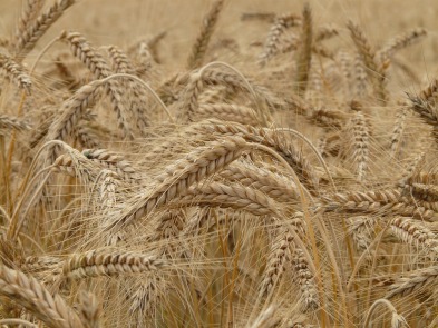 MaxPixel.freegreatpicture.com-Wheat-Spike-Cereals-Spike-Wheat-Field-Grain-Wheat-8762.jpg